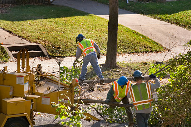 Professional Tree Removal and Landscaping Services in Clifton Heights, PA